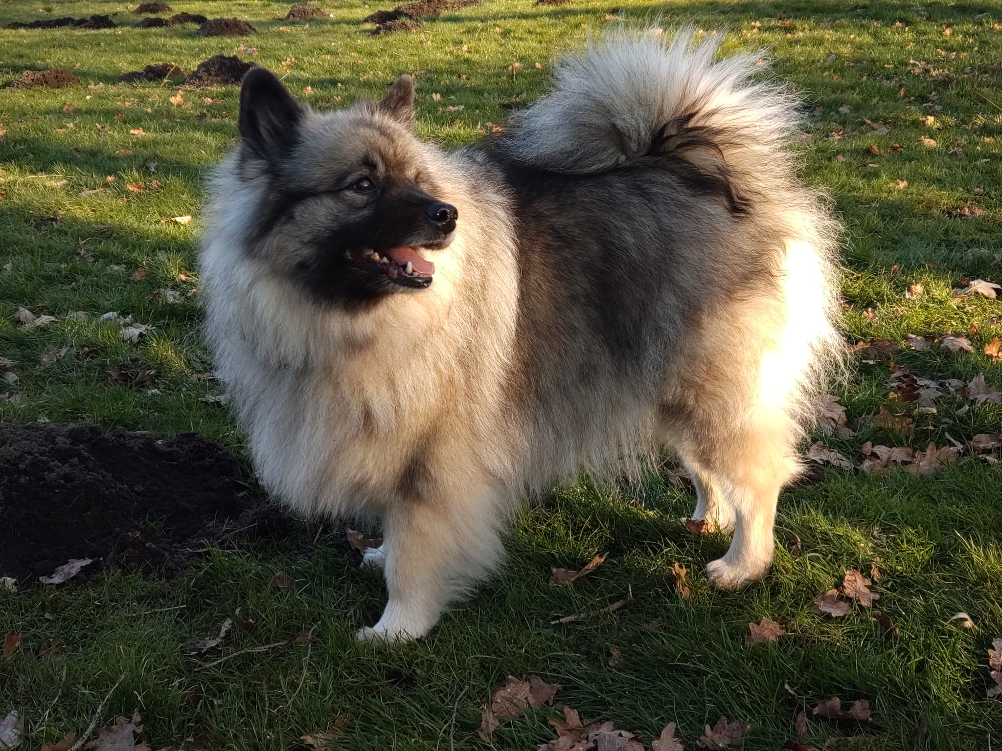 Wolfsspitz vom Lüt Wisch Hus